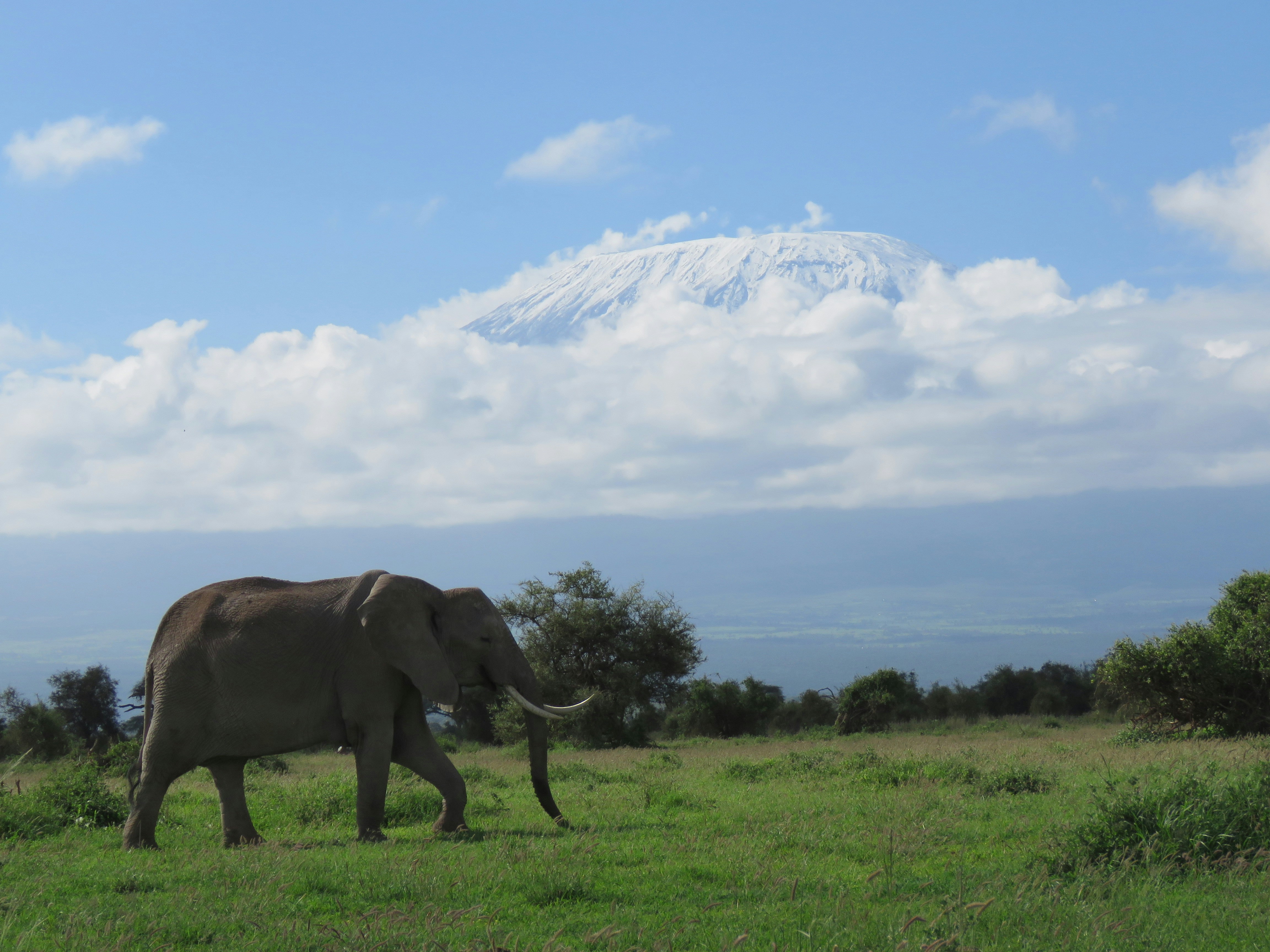 Elephant herd at sunset in Amboseli National Park