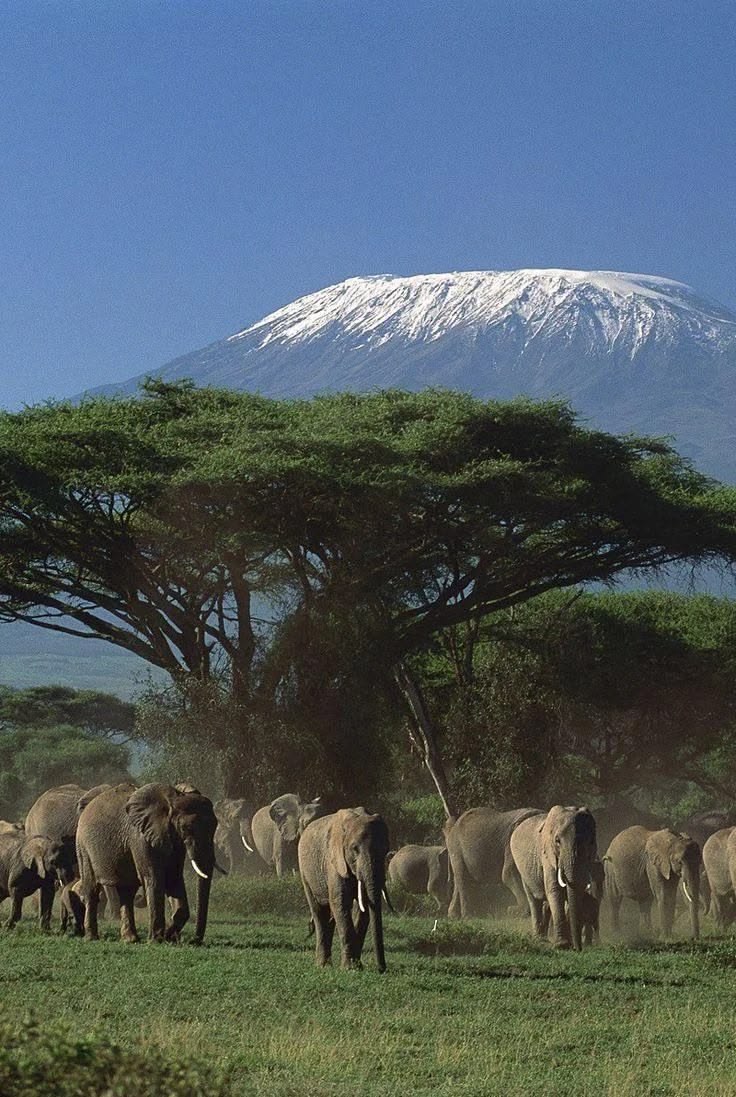 Elephant herd in Amboseli National Park with Mount Kilimanjaro backdrop, Kenya