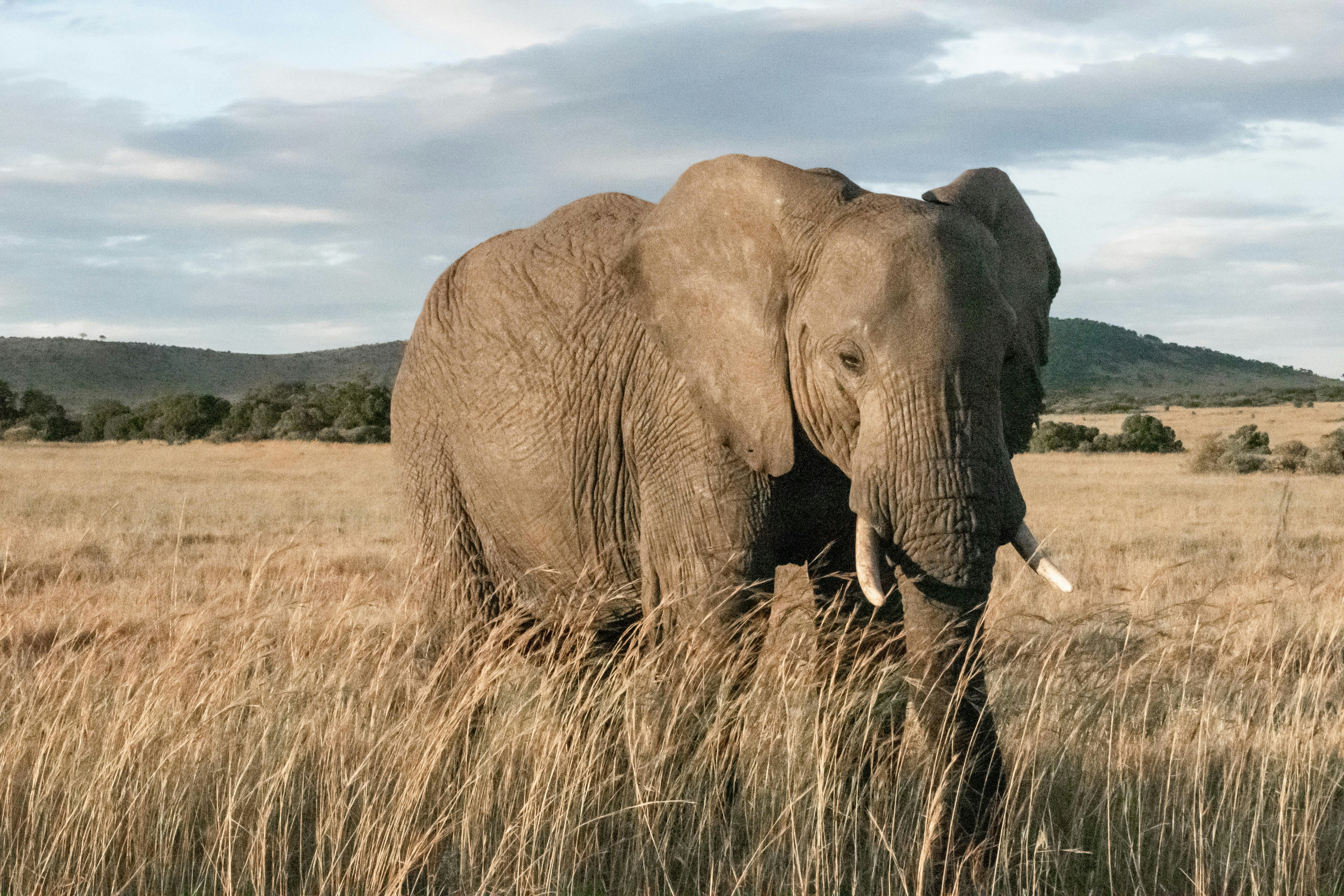 Elephant bull in African savanna