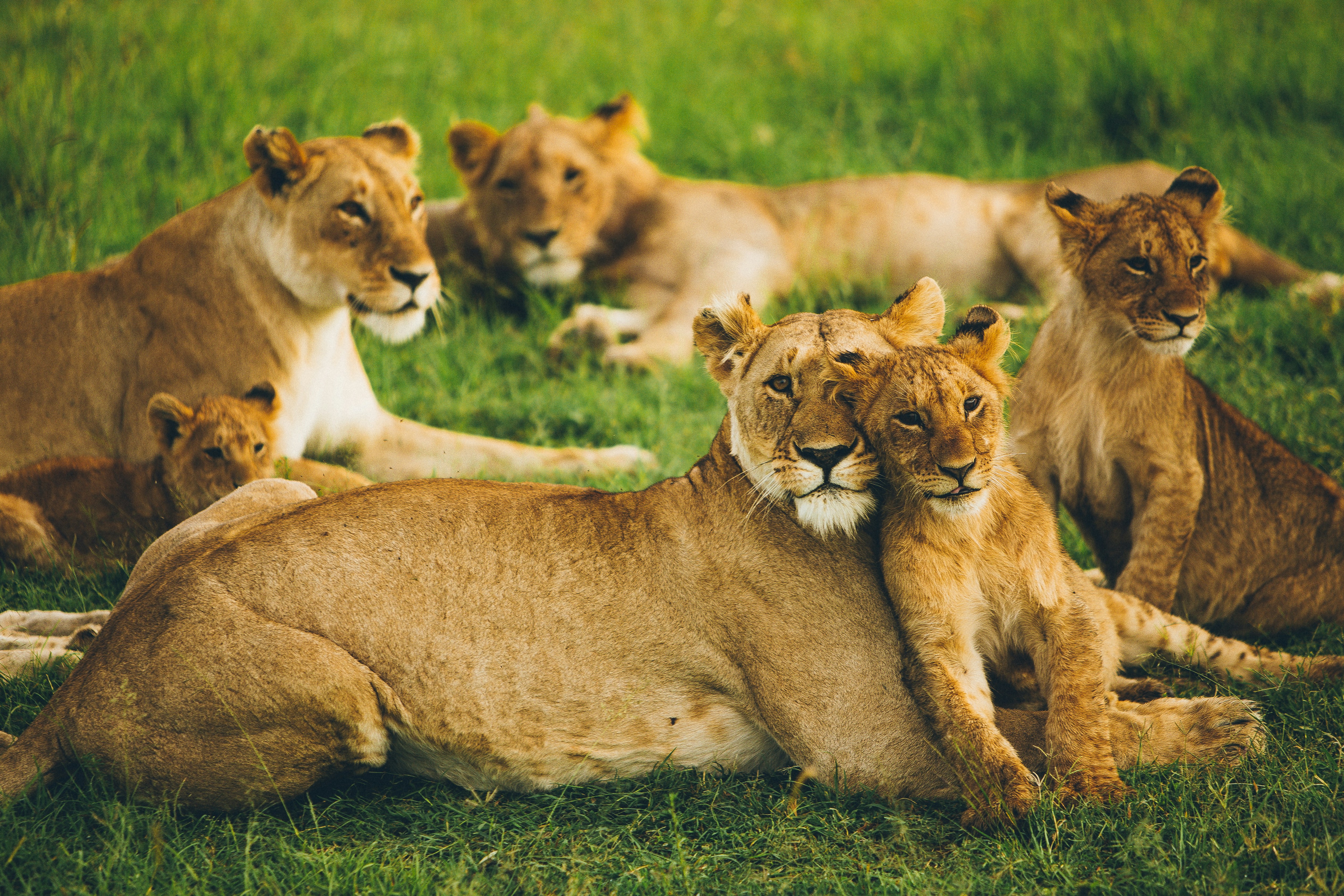 Lion resting on the Masai Mara plains
