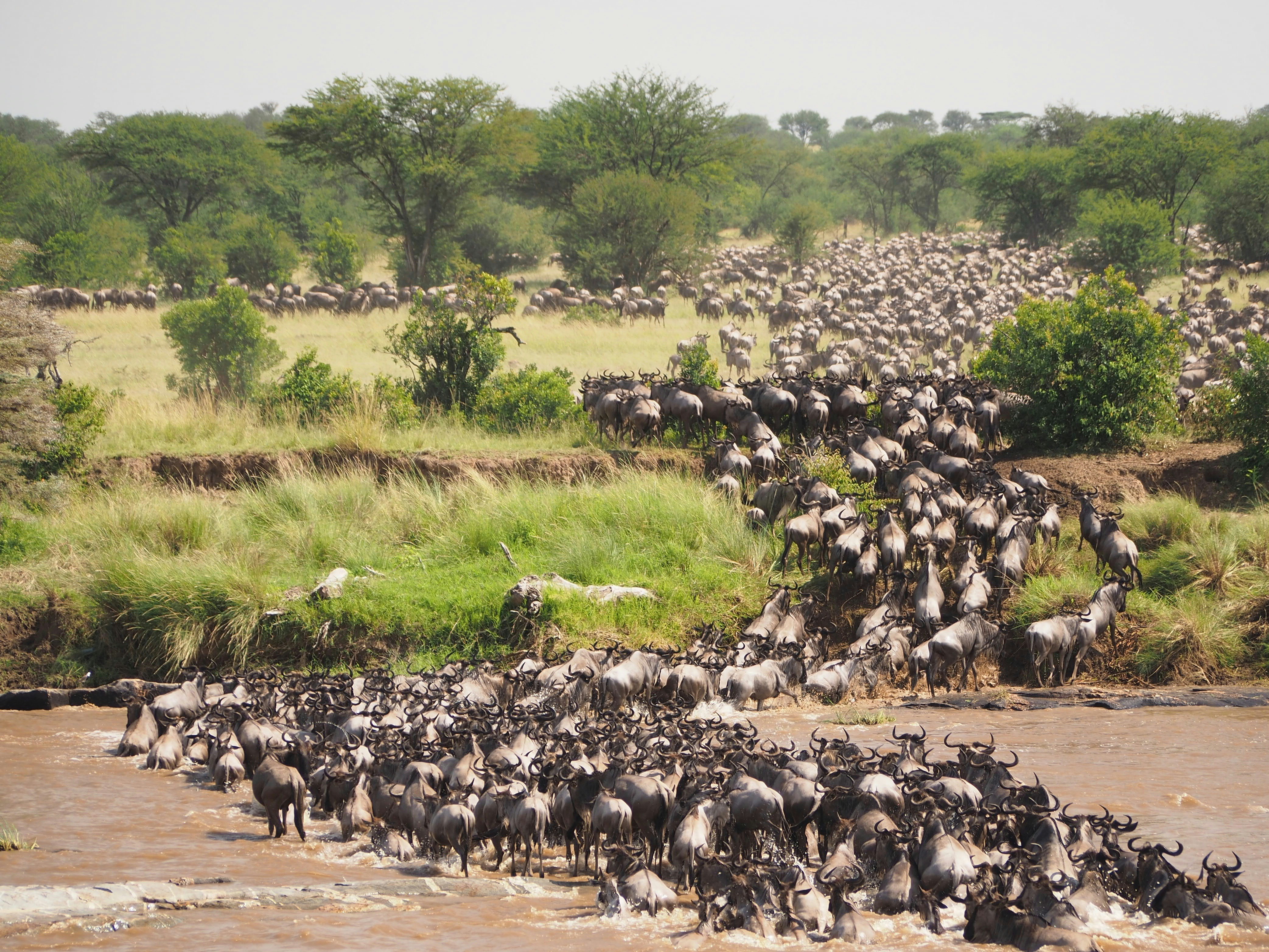 Wildebeest crossing the Mara River during the Great Migration