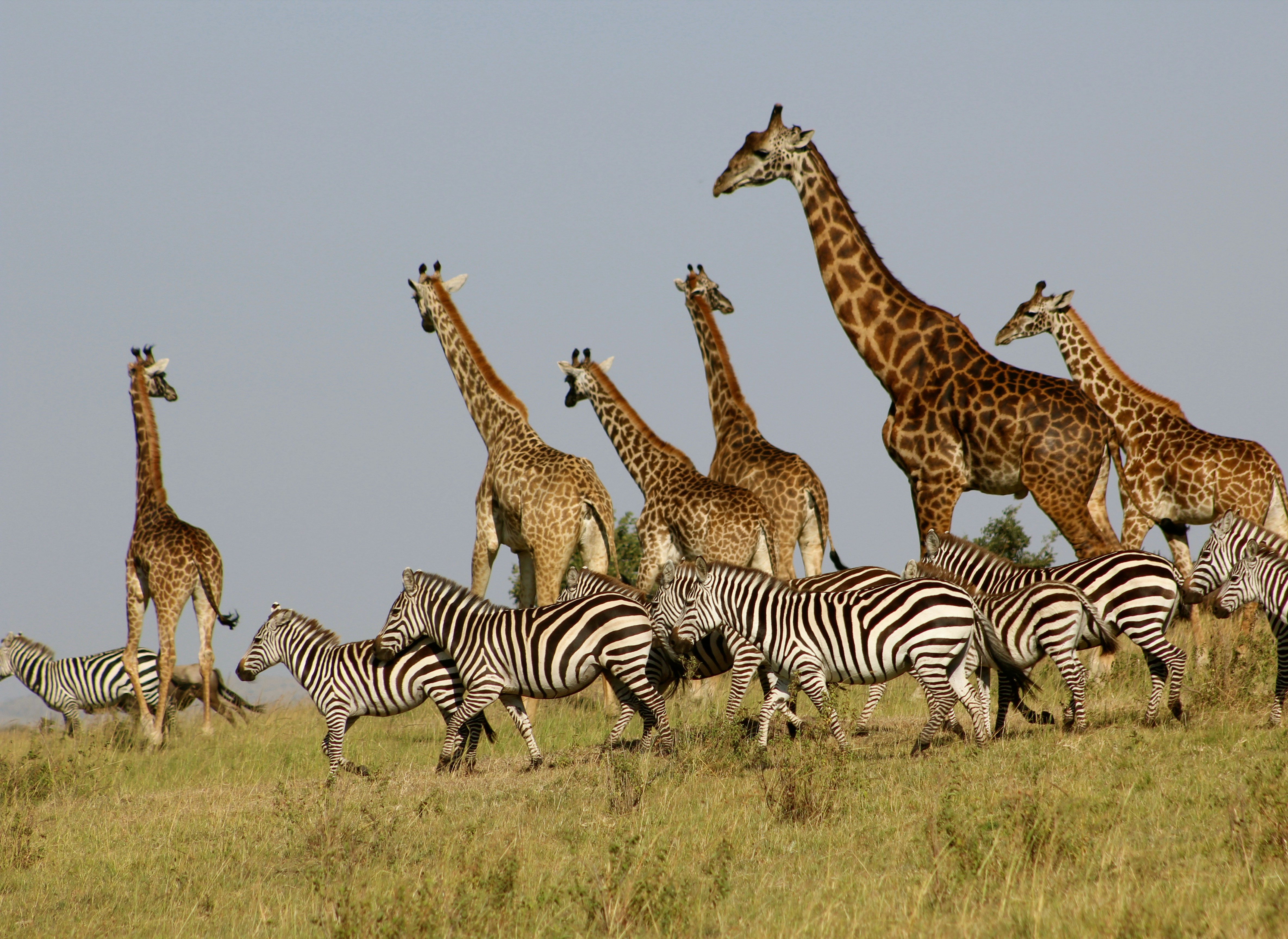 Maasai Mara savanna at golden hour, DenVin Tours home territory