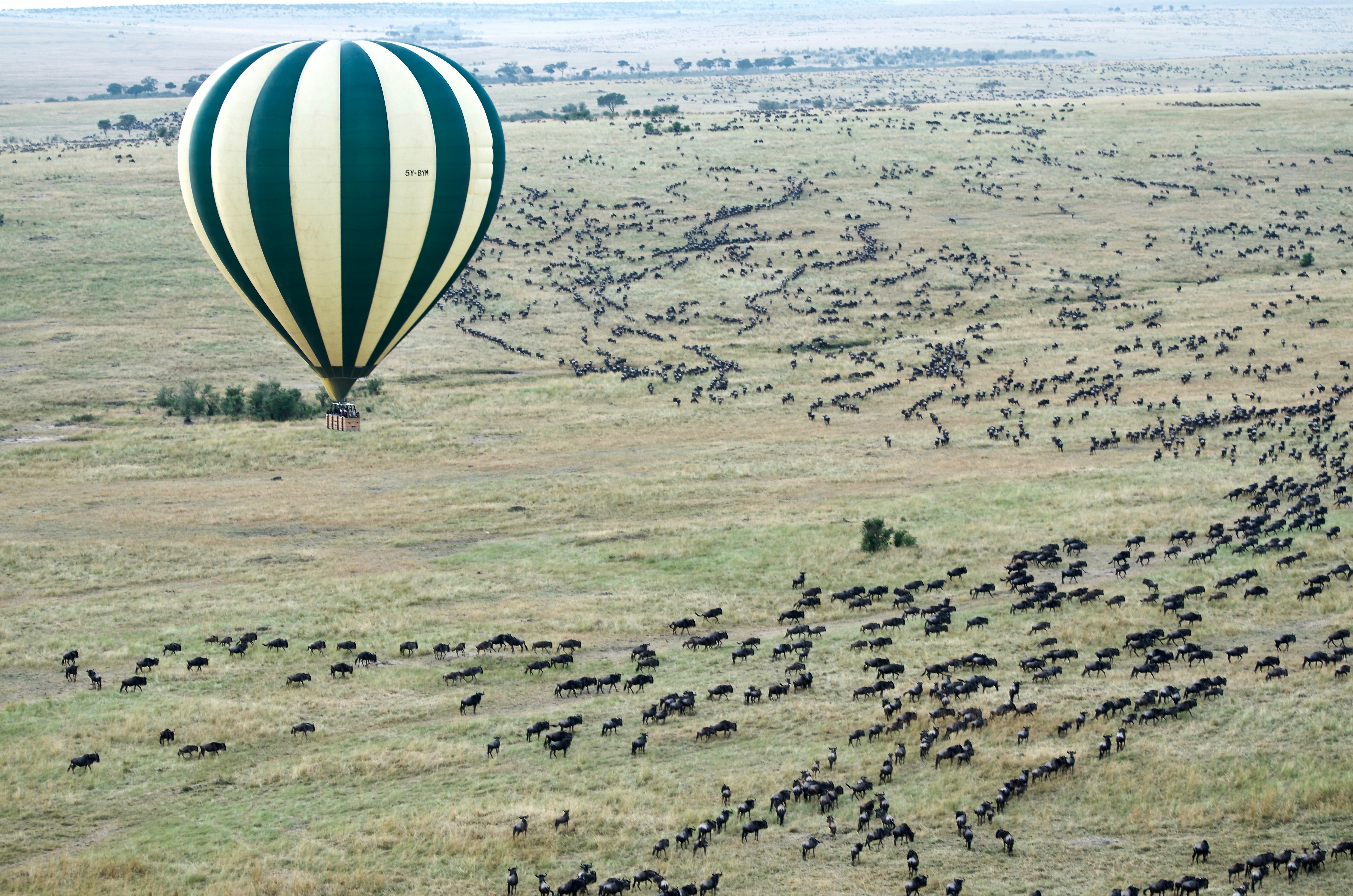 Wildebeest during the Great Migration crossing the Mara River