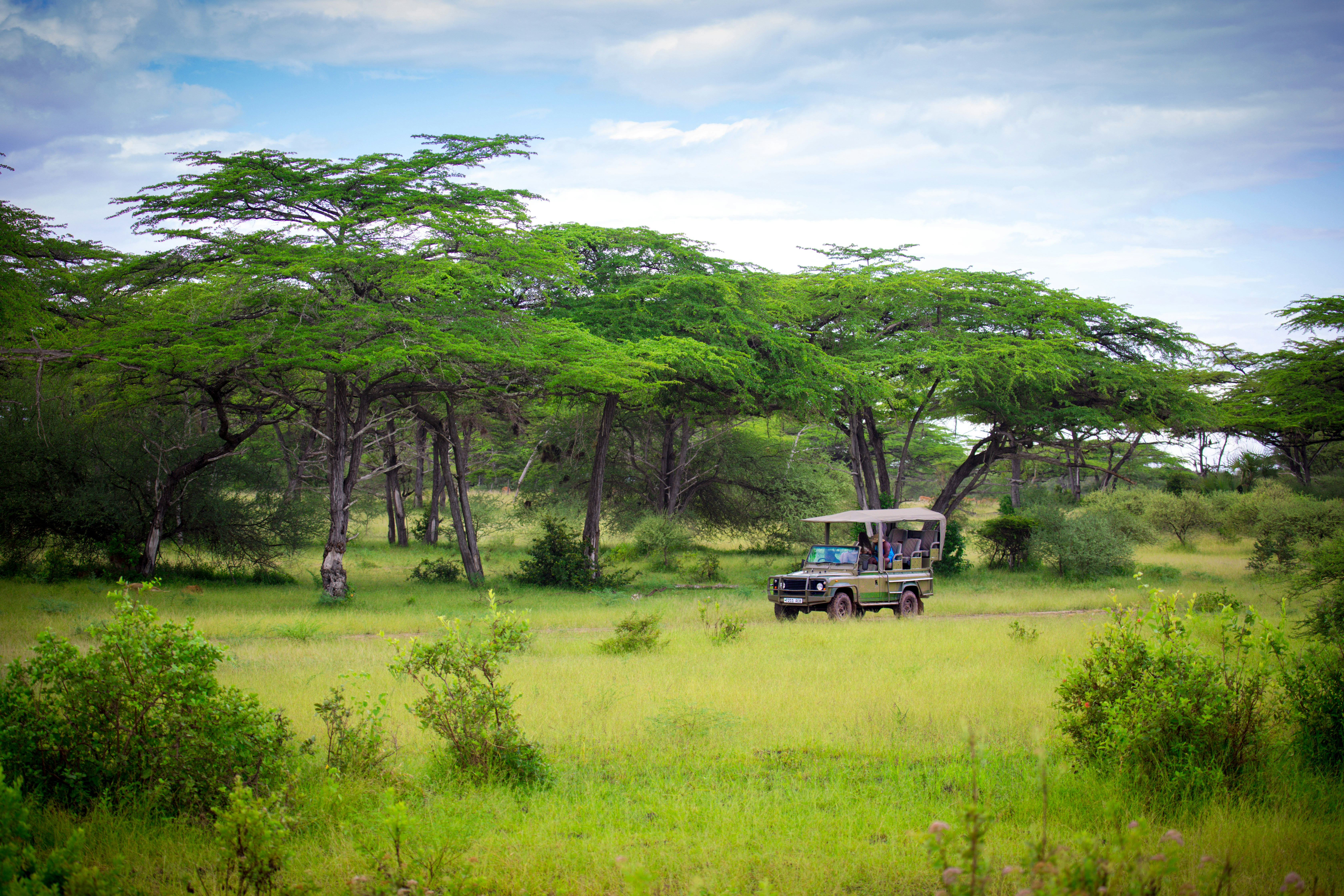 Golden hour over the Maasai Mara plains with acacia silhouettes