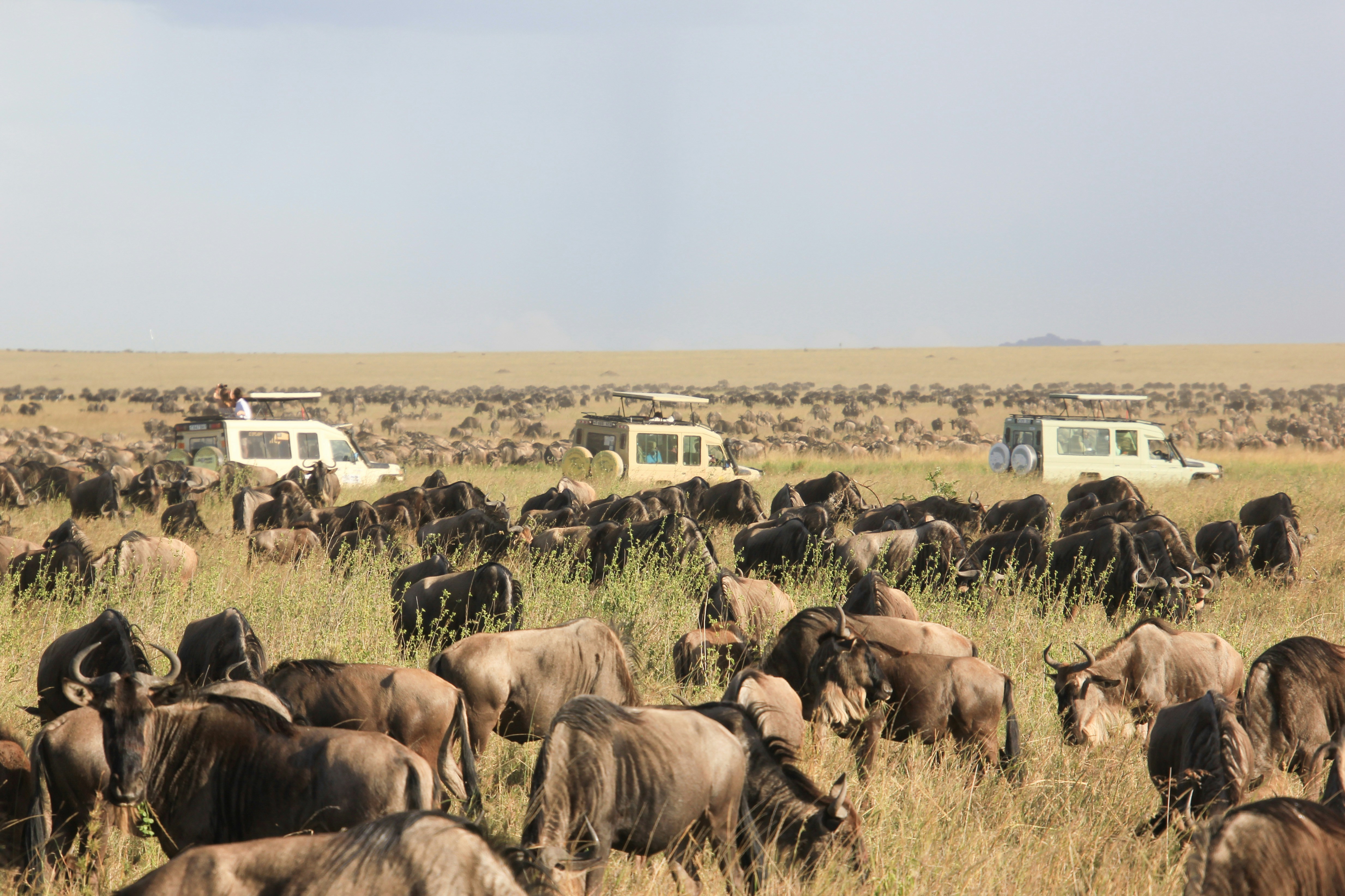 Luxury tented camp on the Serengeti plains at sunset